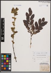 Salix bicolor Ehrh. ex Willd.